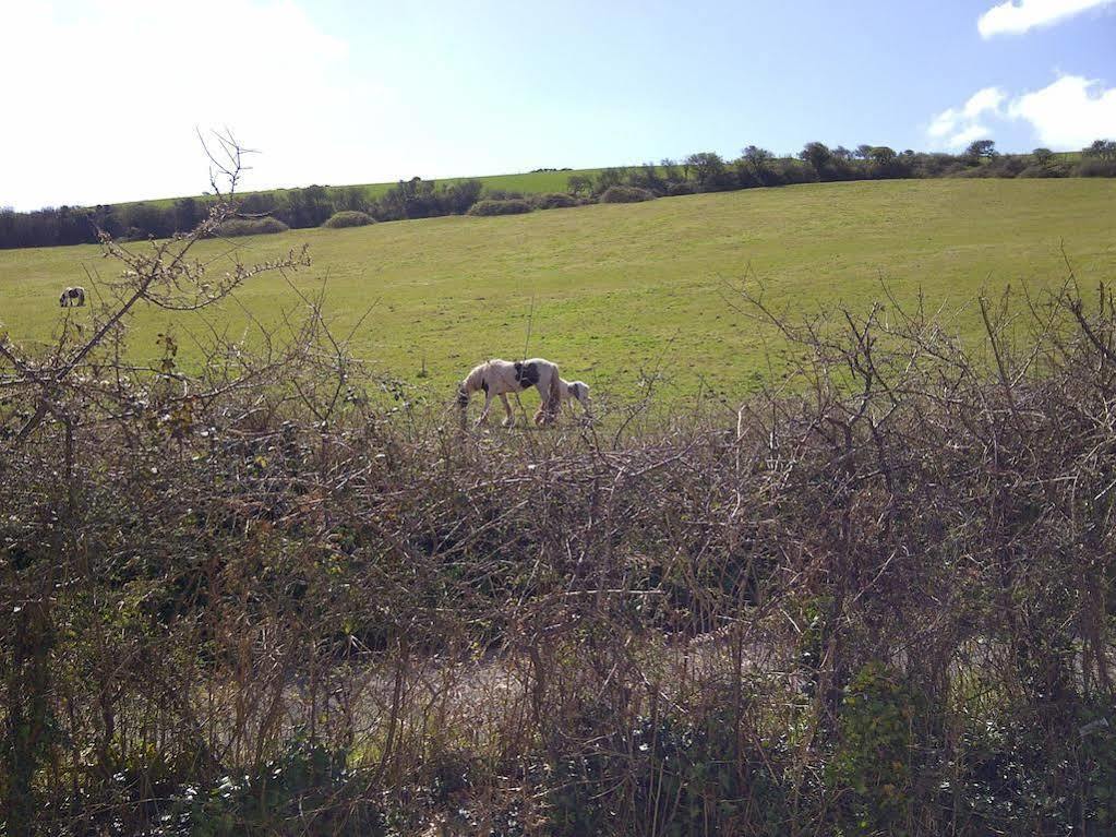 Freshwater Bay Holiday Cottages Pembroke Exteriör bild